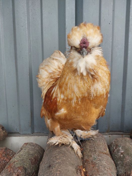 Kogut silka satynowa jedwabista lokowana