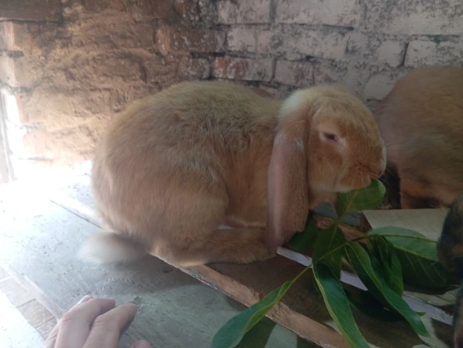 Продам кролі живою вагою