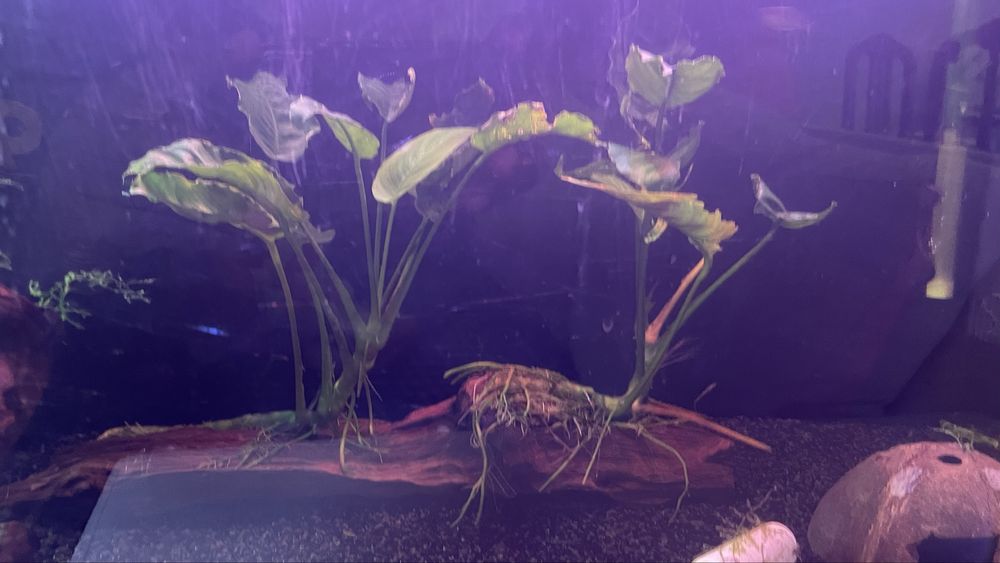 Vendo plantas e peixes