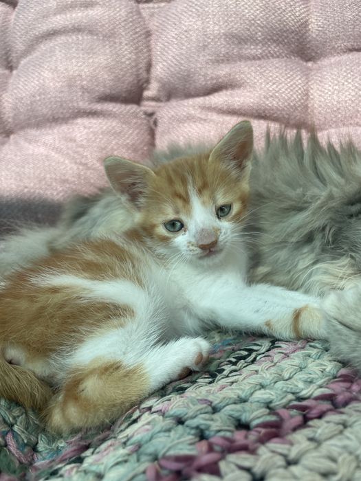 Віддамо кошеня, дівчинка