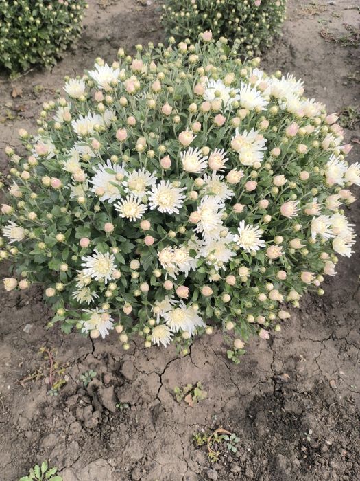 Хризантема мультифлора