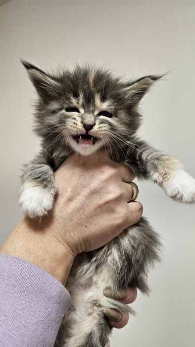 Przepiękna niebieska szylkretka Rodowód FPL