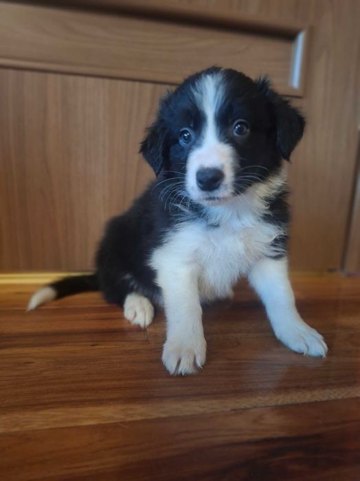 Border Collie  czarno-biały:-) szczeniak