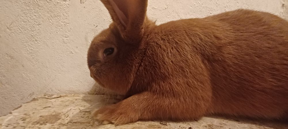 Królik Nowozelandzki Samiec