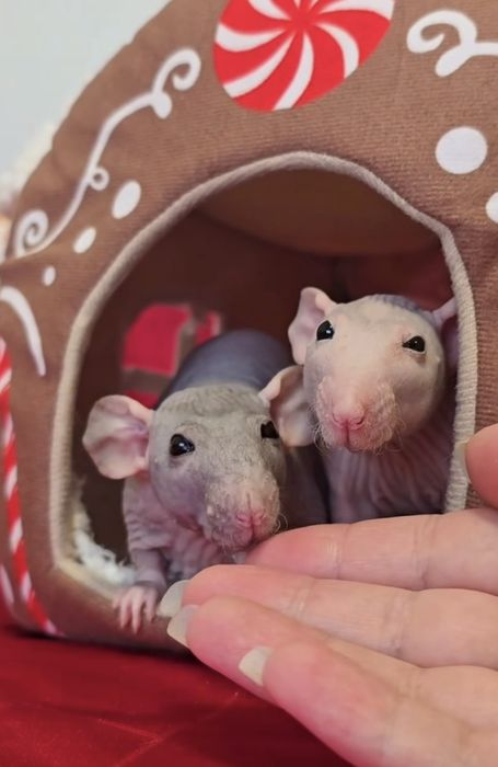 Очаровательные крыски сфинксы