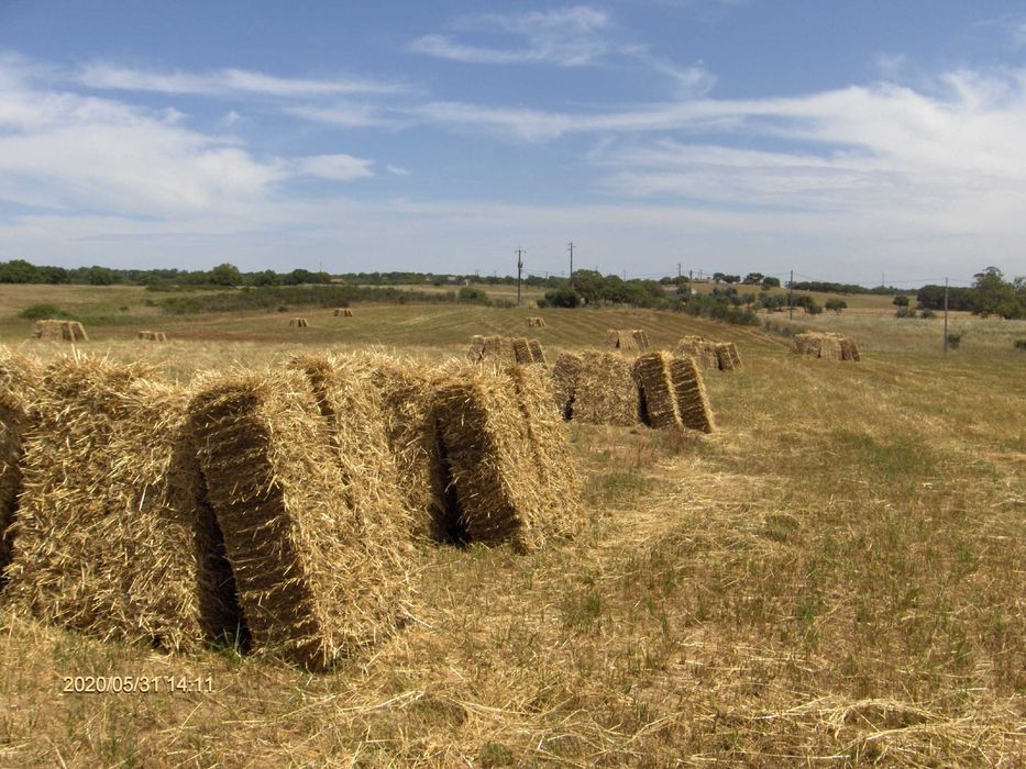 feno de azevemde muito boa qualidade