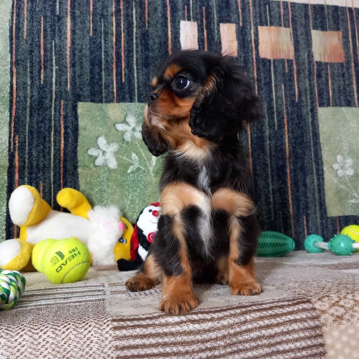 Кавалер кінг чарльз спаніель