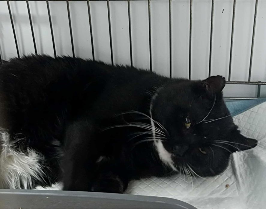 Romeo- dostojny kocurek z ulicy szuka domu