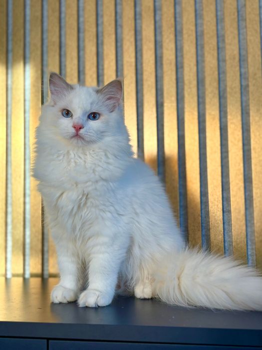 Ragdoll z rodowodem-Gotowy do odbioru