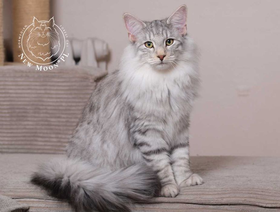 Herkules New Moon*PL - srebrzysty kocurek norweski leśny