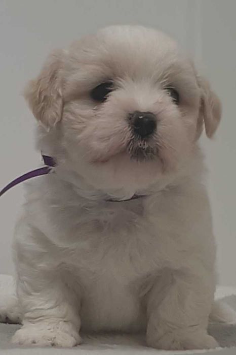 Coton de Tuléar suczka ZKWP FCI