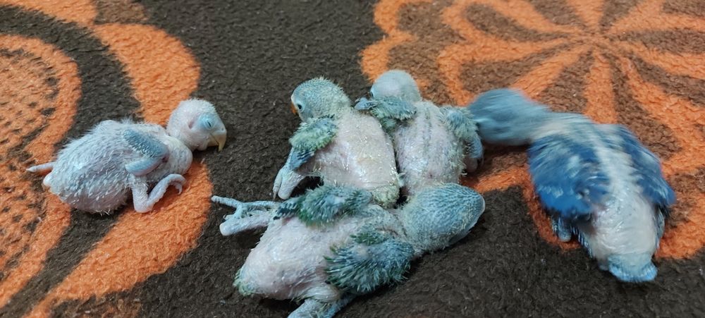 Agapornis Fischers Opalino.