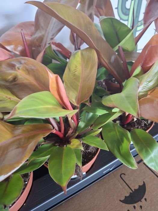 Philodendron ‘Prince of Orange’ Filodendron, WYSYŁKA