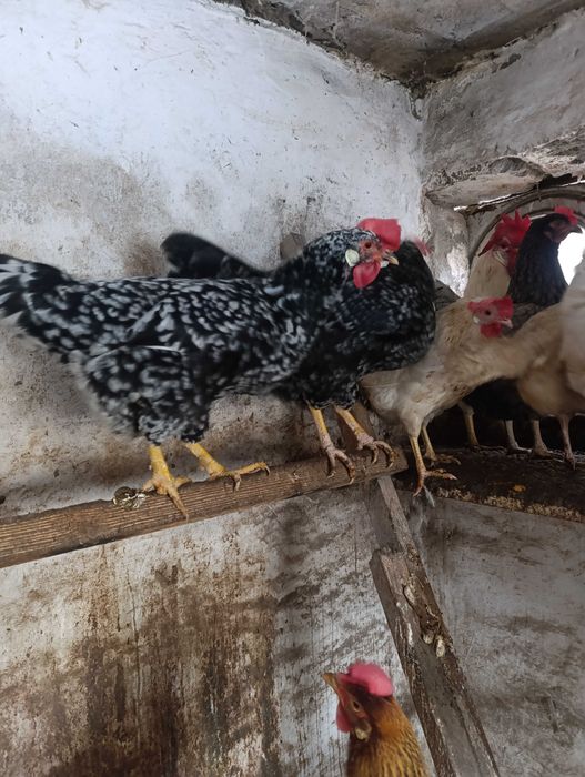 Włoszka włoszki kury