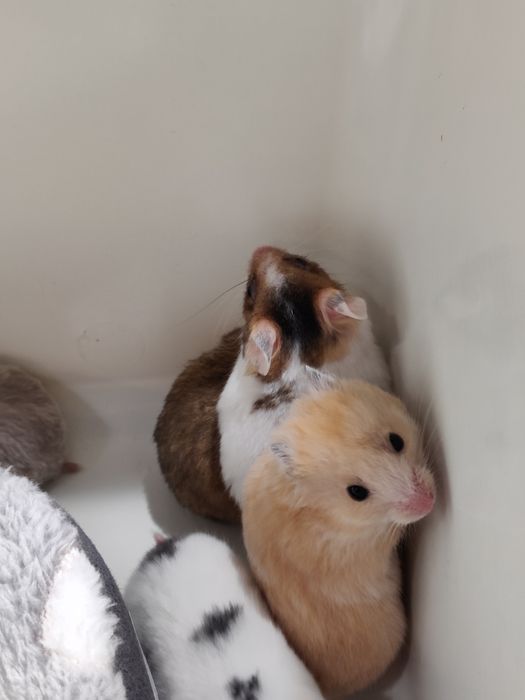 Chomiki syryjskie gładkowłose młode sklep zoologiczny Julianowska 7b