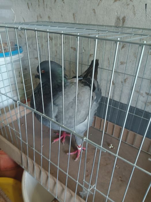Kingi kingi samica