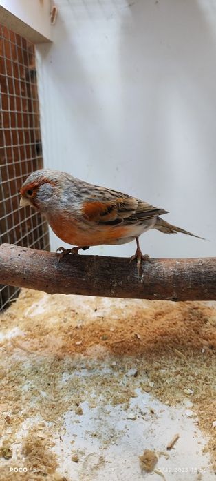 Sprzedam kanarka agat czerwony mozaika