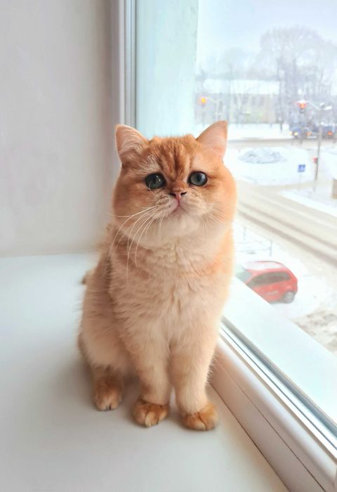 Шотландський хлопчик ведмежатко золота шиншила ny12