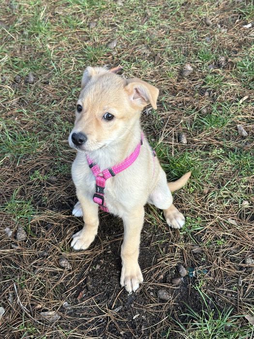 Безкоштовно, щеня в хороші руки