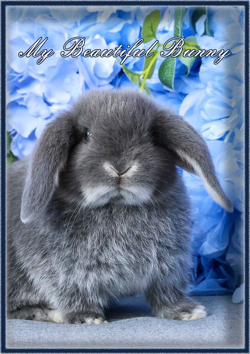 Piękny Królik Mini Lop - Blue Otter