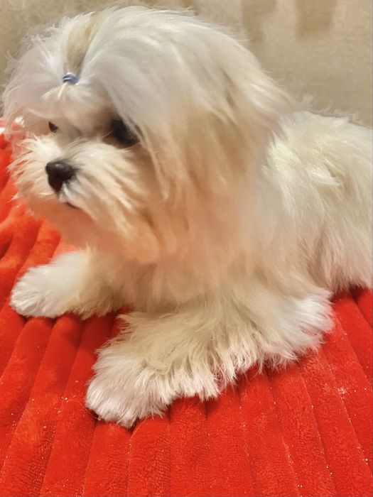 Мальтезе мальчик мини