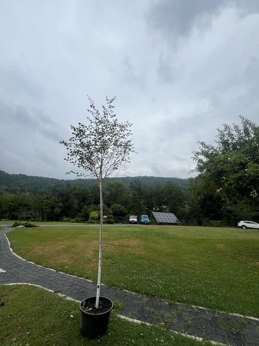 Brzoza doorenbos 12-14cm