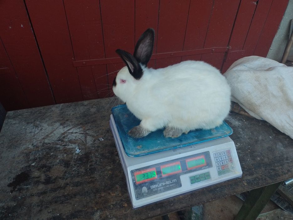 Продам молодих кроликів