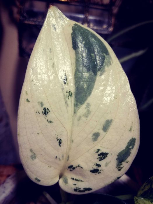 Scindapsus Mayari Marble Variegata NoID UNIKAT monstera philodendron