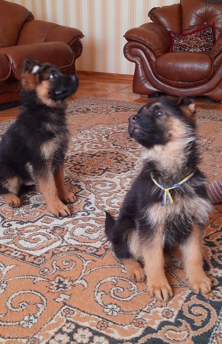 Шикарний німець.