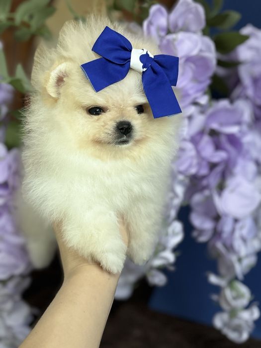 дівчинка шоу классу тип ведмедик