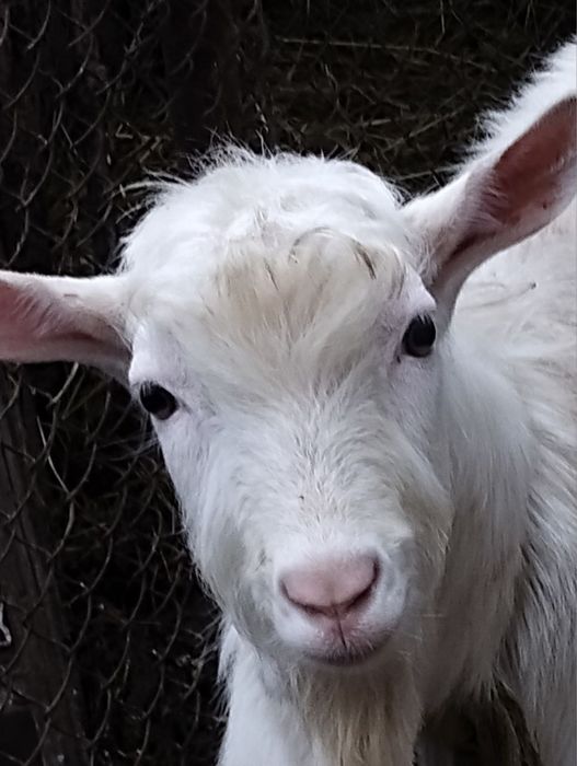 Продаємо козеняток в добрі руки