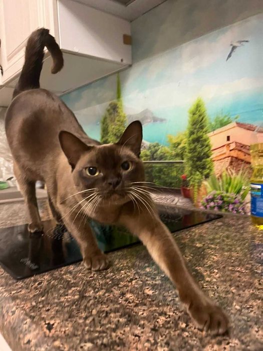 Бурма европейская, котята.