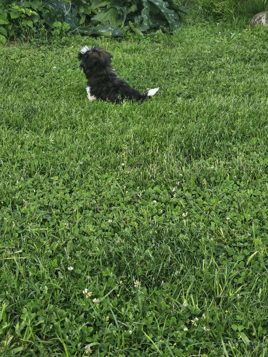 Shih Tzu Szczeniak