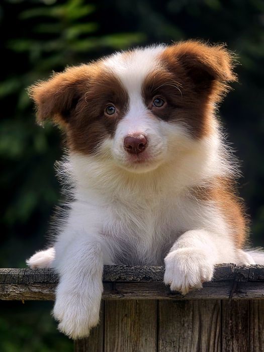 Czekoladowa piękność Border Collie – Kauri Whisper