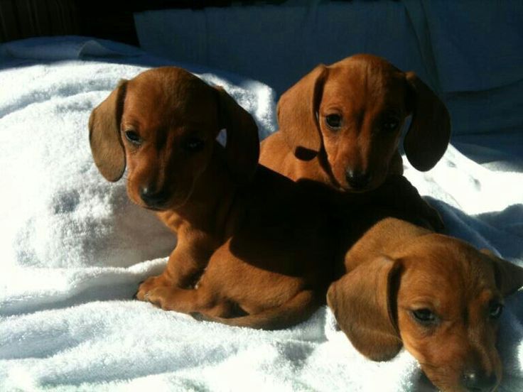 Огненный шарм — стильные рыжие таксы