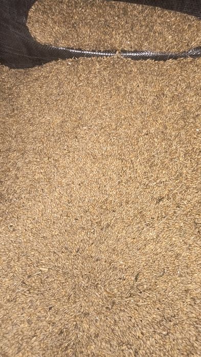 Jęczmień jary Tilmor.