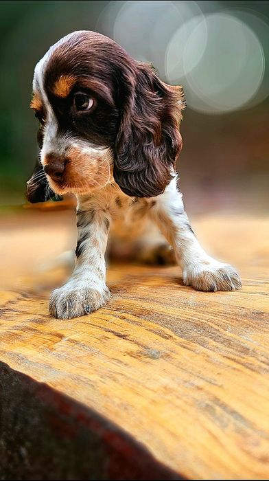 Cocker Spaniel Angielski - Urocza suczka Orange Roan