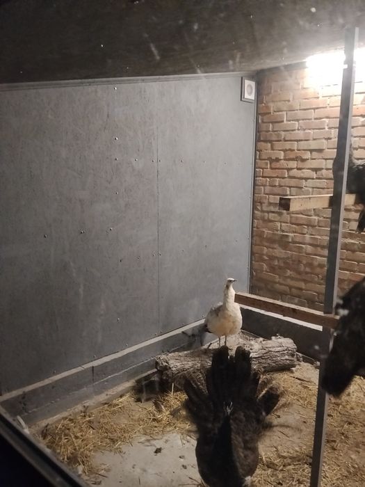 Продам малечу Павлівнів