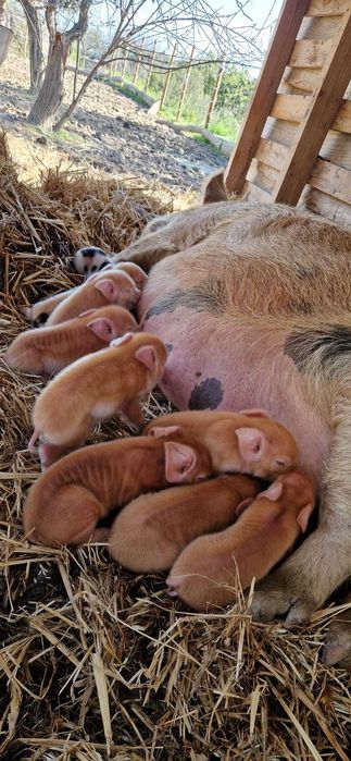 Young Kune Kune Piglets (23 February, 2026)