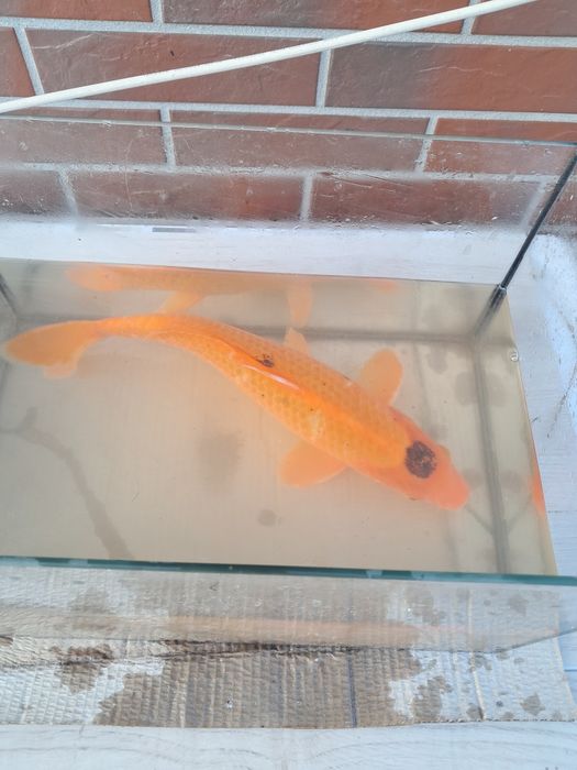 Karp karpie  koi 40 cm