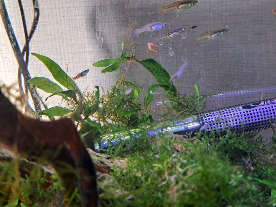 Guppys Endler peixes
