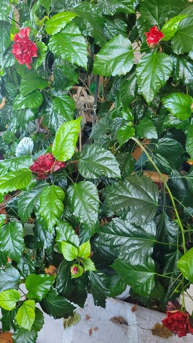 Огромное дерево гибискуса, китайской розы