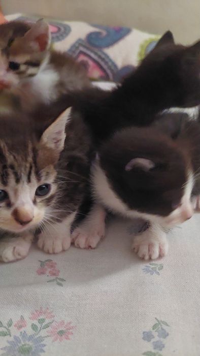Gatos bebés para adoção responsável