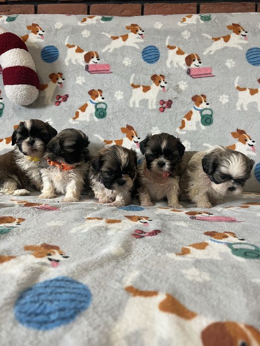 Shih tzu Śliczne Suczki tri -color rodowód chip + wyprawka