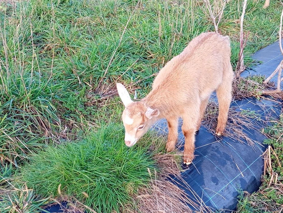 Para novas pastagens