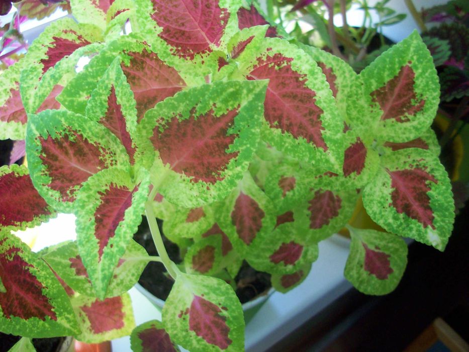 Колеус Неприхотливый влаголюбивый 9 сортов Вышлю срезыЧеренки укореню.