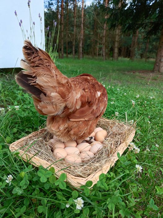 Jajka jaja od kur z wolnego wybiegu