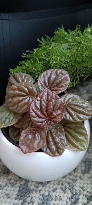 Продам набір діток пеперомій