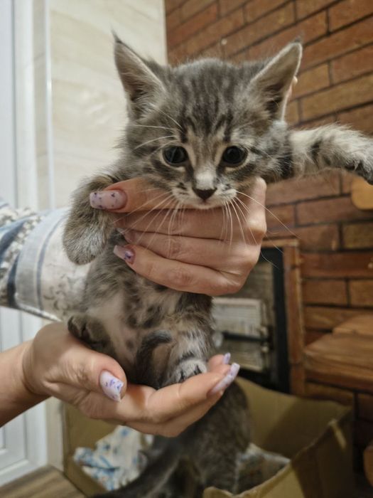 Кошенята шукають дім