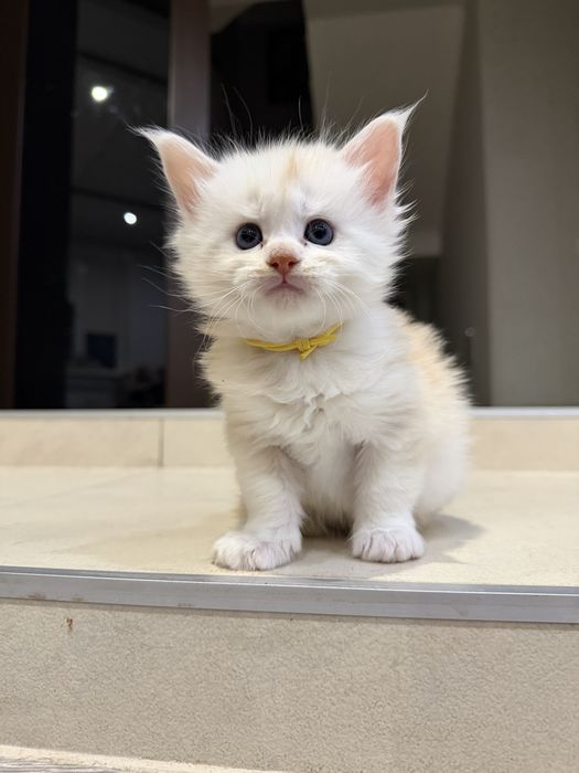 Кошенята Мейн-кун